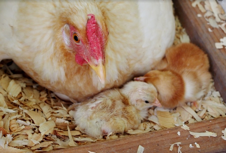 하나님의 은총을 받은 마리아 (누가복음 1:26-38) 설교 : 일산명성교회 문성욱 목사 < 문화 < 기사본문 - 한국투데이 하나님의 은총을 받은... 