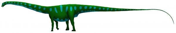 디플로도쿠스 / 과거 가장 큰 공룡으로 여겨졌던 '세이스모사우루스'는 디플로도쿠스와 같은 속으로 공룡으로 통합되었다.