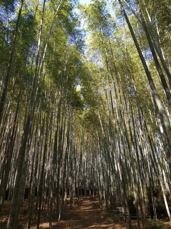 전라남도는 1,500억원을 투입해 대규모 숲 조성을 한다고 밝혔다.