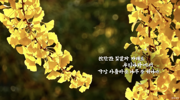 한국문화정보원 문화포털 '제167호 원주 반계리 은행나무' 영상 캡처
